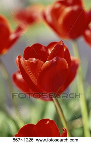 Close-up of tulips View Large Photo Image Stock Photograph - Close-up of tulips. Fotosearch