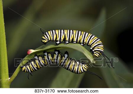 Close-up of two Monarch Caterpillars on a leaf (Danaus plexippus) View Large Photo Image Stock Image - Close-up of two Monarch Caterpillars on a leaf (Danaus plexippus). Fotosearch