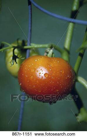 Close-up of water droplets on a tomato View Large Photo Image Stock Image - Close-up of water droplets on a tomato. Fotosearch