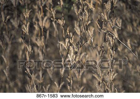 Close-up of weed plants View Large Photo Image Stock Image - Close-up of weed plants. Fotosearch