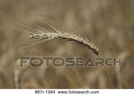 Close-up of wheat View Large Photo Image Picture - Close-up of wheat. Fotosearch