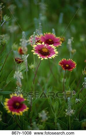 Close-up of wildflowers View Large Photo Image Stock Photo - Close-up of wildflowers. Fotosearch
