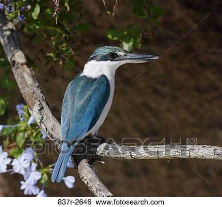 Collared Kingfisher perching on a tree branch (Todirhamphus chloris) View Large Photo Image Stock Photograph - Collared Kingfisher perching on a tree branch (Todirhamphus chloris). Fotosearch