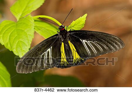 Stock Image - Common Birdwing, Troides rhadamantus. Fotosearch