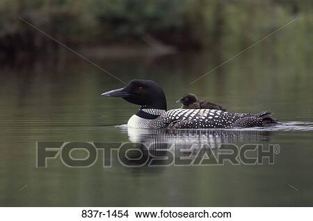 Common Loon floating on water View Large Photo Image Picture - Common Loon floating on water. Fotosearch