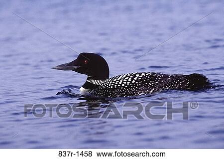 Common Loon floating on water View Large Photo Image Stock Photo - Common Loon floating on water. Fotosearch