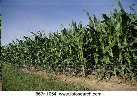 Cornfield View Large Photo Image Picture - Cornfield. Fotosearch