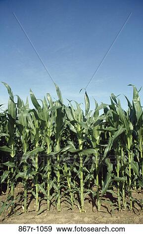 Cornfield View Large Photo Image Stock Photo - Cornfield. Fotosearch