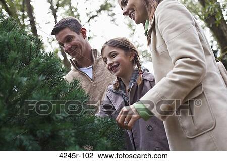 Couple shopping with their daughter for a Christmas tree View Large Photo Image Stock Image - Couple shopping with their daughter for a Christmas tree. Fotosearch