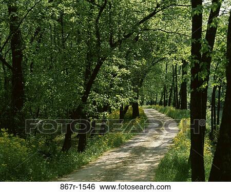 Dirt path lined with trees, Chattanooga, Tennessee, USA View Large Photo Image Stock Photograph - Dirt path lined with trees, Chattanooga, Tennessee, USA. Fotosearch