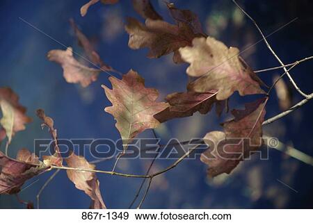 Dry leaves on a tree View Large Photo Image Stock Photo - Dry leaves on a tree. Fotosearch