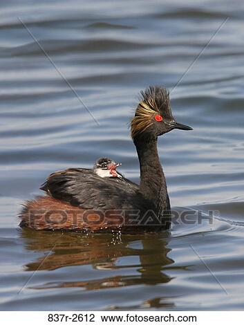 Eared Grebes floating on water View Large Photo Image Stock Image - Eared Grebes floating on water. Fotosearch