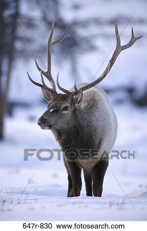 Elk in a snow covered landscape, Yellowstone National Park, Wyoming, USA View Large Photo Image Stock Image - Elk in a snow covered landscape, Yellowstone National Park, Wyoming, USA. Fotosearch