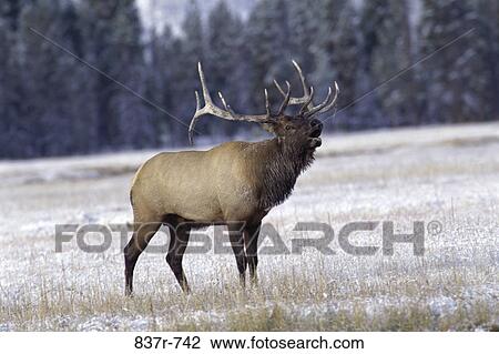 Elk standing in a field, Yellowstone National Park, Wyoming, USA View Large Photo Image Stock Image - Elk standing in a field, Yellowstone National Park, Wyoming, USA. Fotosearch