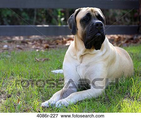 Stock Photo - English Mastiff lying on grass. Fotosearch