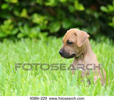 English Mastiff puppy sitting in grass View Large Photo Image Stock Photo - English Mastiff puppy sitting in grass. Fotosearch