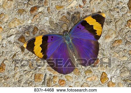 Euphaedra Nephron, Gold-banded Forester View Large Photo Image Stock Photo - Euphaedra Nephron, Gold-banded Forester. Fotosearch