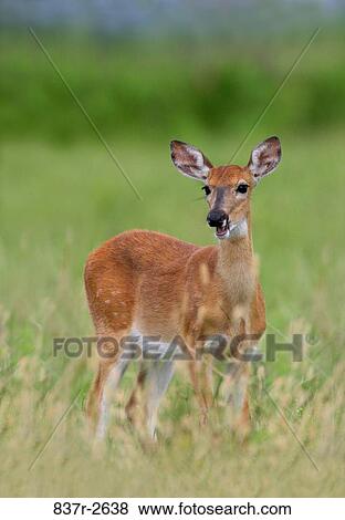 Fawn standing in a grassy field View Large Photo Image Stock Photo - Fawn standing in a grassy field. Fotosearch