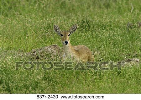 Female Bohor Reedbuck lying in a grassy field View Large Photo Image Stock Image - Female Bohor Reedbuck lying in a grassy field. Fotosearch