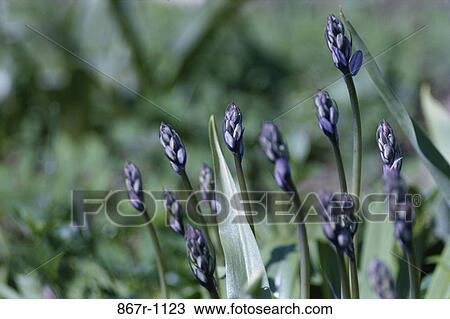 Field of lavender View Large Photo Image Stock Image - Field of lavender. Fotosearch