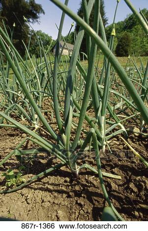 Field of onions View Large Photo Image Stock Photograph - Field of onions. Fotosearch