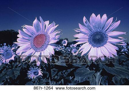 Field of sunflowers View Large Photo Image Picture - Field of sunflowers. Fotosearch