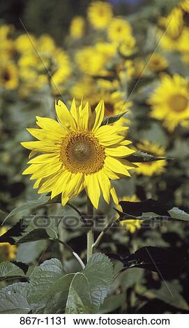 Field of sunflowers View Large Photo Image Stock Image - Field of sunflowers. Fotosearch