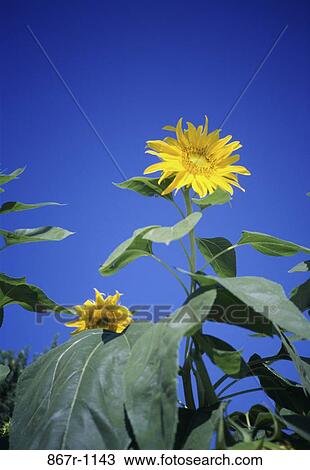 Field of sunflowers View Large Photo Image Stock Image - Field of sunflowers. Fotosearch
