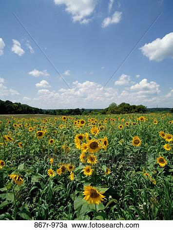 Field of sunflowers View Large Photo Image Stock Image - Field of sunflowers. Fotosearch