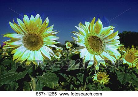 Field of sunflowers View Large Photo Image Stock Photography - Field of sunflowers. Fotosearch