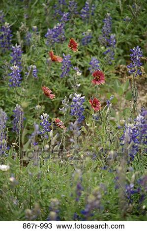 Field of wildflowers View Large Photo Image Stock Image - Field of wildflowers. Fotosearch