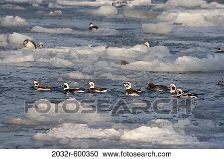 Flock of Long-Tailed ducks (Clangula hyemalis) swimming in a frozen sea, Homer, Alaska, USA View Large Photo Image Stock Image - Flock of Long-Tailed ducks (Clangula hyemalis) swimming in a frozen sea, Homer, Alaska, USA. Fotosearch