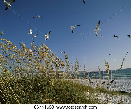 Stock Photo - Flock of seagulls flying over a beach, Florida, USA (Larus Argentatus). Fotosearch