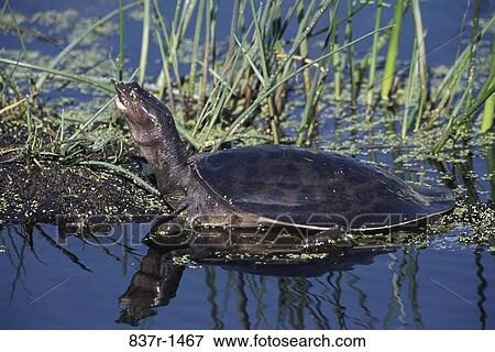 Florida Soft Shell Turtle View Large Photo Image Stock Photo - Florida Soft Shell Turtle. Fotosearch