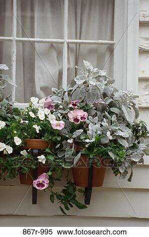 Flowers on a window ledge View Large Photo Image Stock Photography - Flowers on a window ledge. Fotosearch