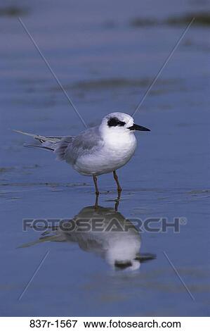 Forster's Tern standing in water View Large Photo Image Stock Photo - Forster's Tern standing in water. Fotosearch