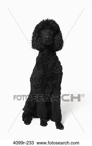 French poodle against a white background View Large Photo Image Stock Image - French poodle against a white background. Fotosearch