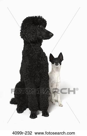 French poodle and Smooth Fox terrier sitting together View Large Photo Image Stock Image - French poodle and Smooth Fox terrier sitting together. Fotosearch