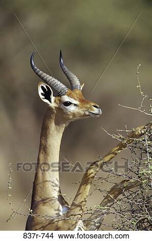 Gerenuk on a bush, Kenya (Litocranius walleri) View Large Photo Image Picture - Gerenuk on a bush, Kenya (Litocranius walleri). Fotosearch