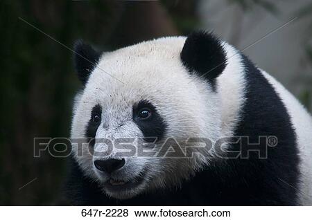 Giant panda baby (ailuropoda melanoleuca) View Large Photo Image Stock Photo - Giant panda baby (ailuropoda melanoleuca). Fotosearch