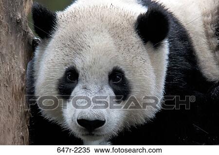 Giant panda baby (ailuropoda melanoleuca) View Large Photo Image Stock Photography - Giant panda baby (ailuropoda melanoleuca). Fotosearch
