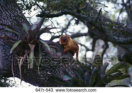 Golden Lion Tamarin on a tree View Large Photo Image Stock Image - Golden Lion Tamarin on a tree. Fotosearch