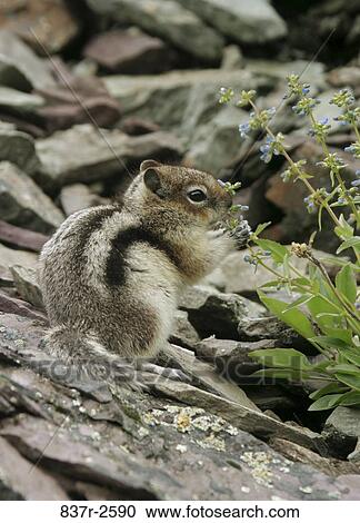 Golden-mantled Ground Squirrel View Large Photo Image Stock Image - Golden-mantled Ground Squirrel. Fotosearch