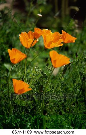Golden Poppies in a field View Large Photo Image Stock Photo - Golden Poppies in a field. Fotosearch