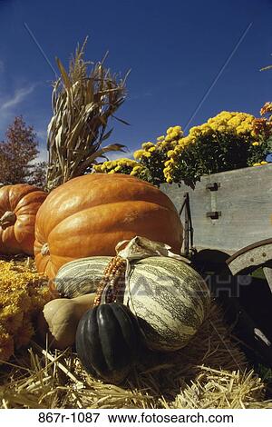 Gourds and pumpkins near a wagon View Large Photo Image Stock Photo - Gourds and pumpkins near a wagon. Fotosearch