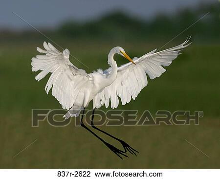 Great Egret flying View Large Photo Image Stock Image - Great Egret flying. Fotosearch