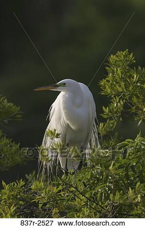 Great Egret on a tree View Large Photo Image Stock Photo - Great Egret on a tree. Fotosearch