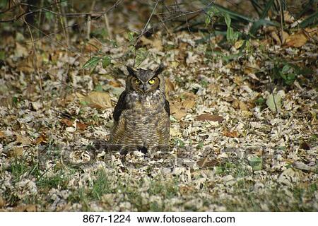 Picture - Great Horned Owl on the floor. Fotosearch