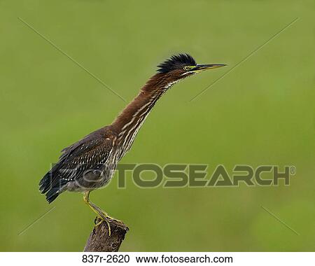 Green Heron on a wooden post View Large Photo Image Stock Image - Green Heron on a wooden post. Fotosearch