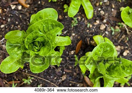 Greens growing in organic garden, directly above View Large Photo Image Picture - Greens growing in organic garden, directly above. Fotosearch